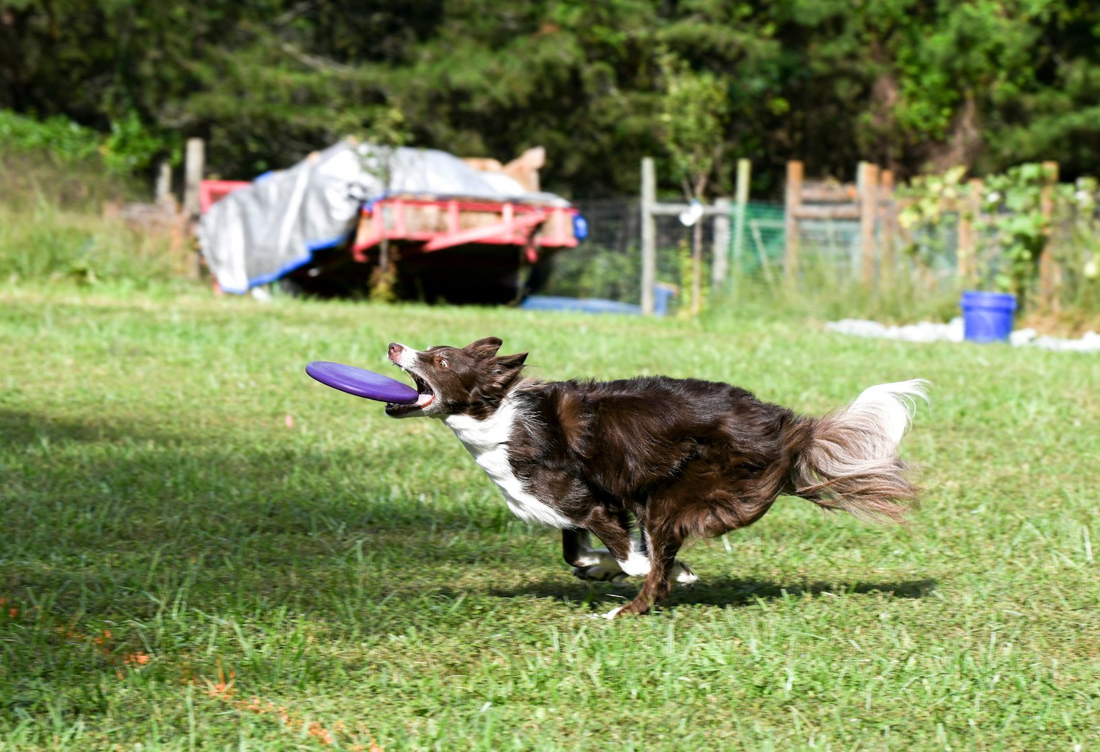 A black and white border collie leaping across a grass field (stock photo)