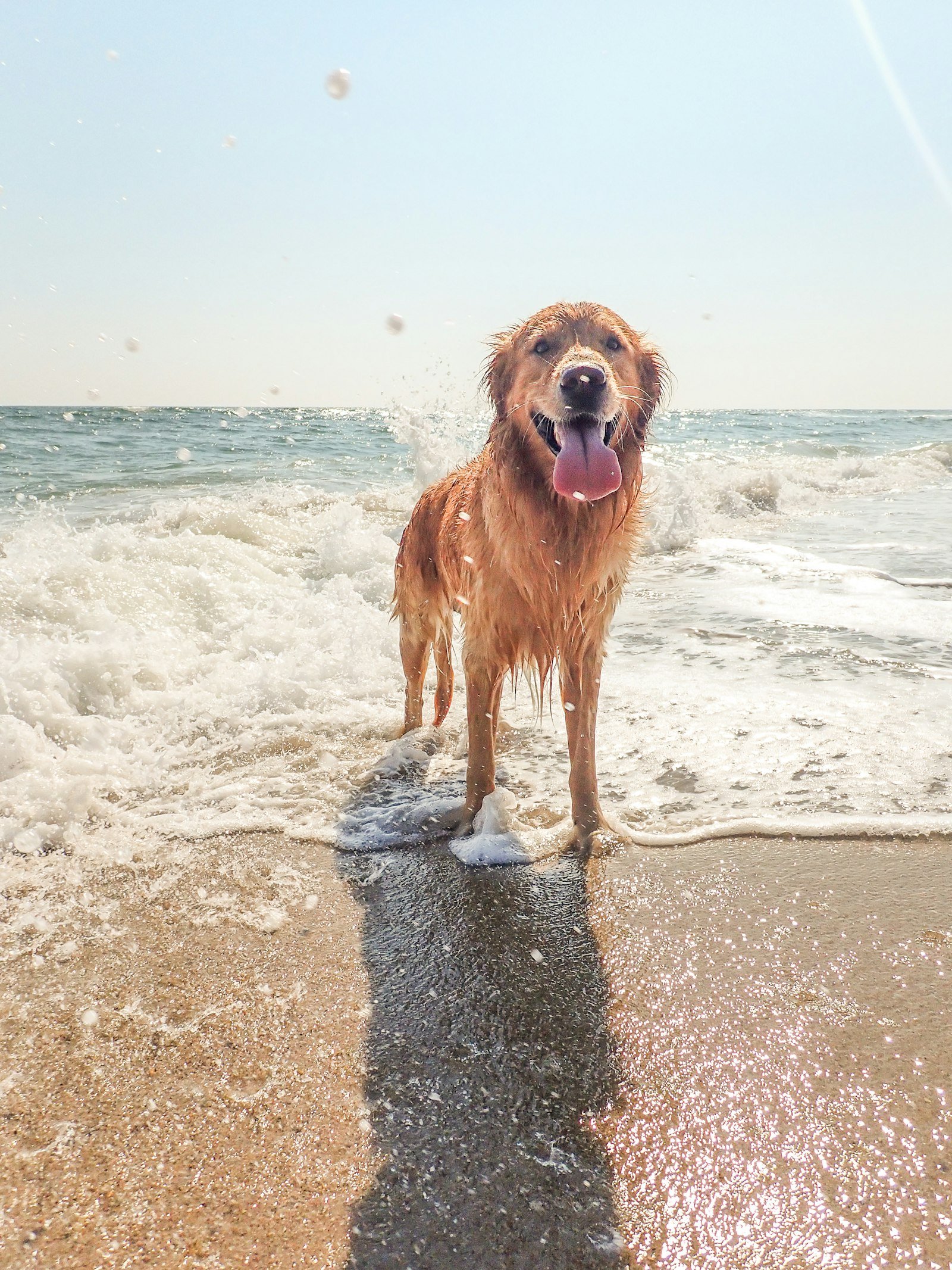 Golden retriever standing at the water's edge on a sandy beach