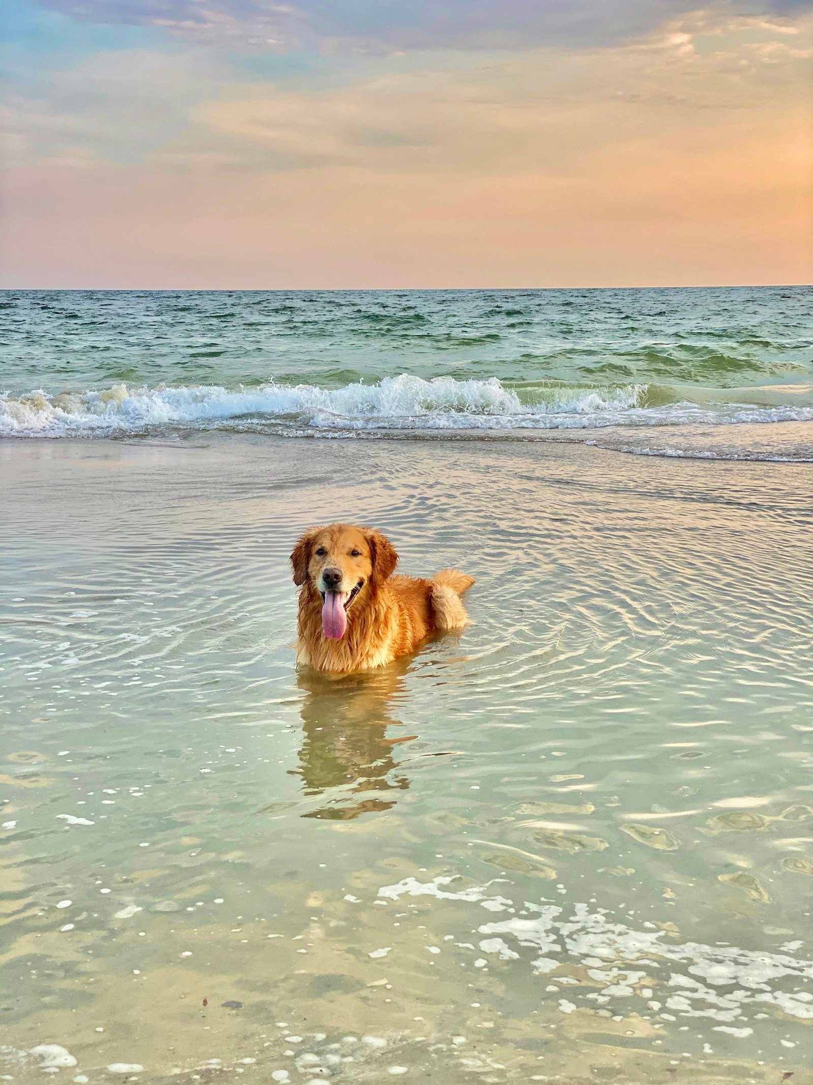 Brown short-coated dog beside open water