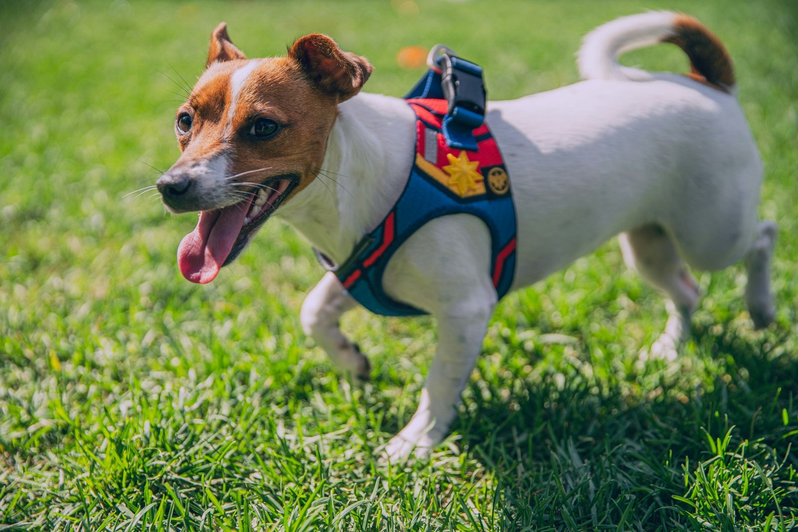 White and brown Jack Russell terrier puppy on green grass