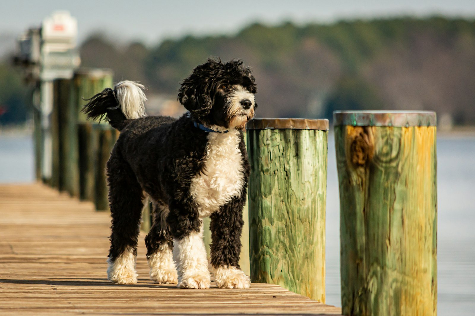 Black and white long-coated dog beside a wooden fence