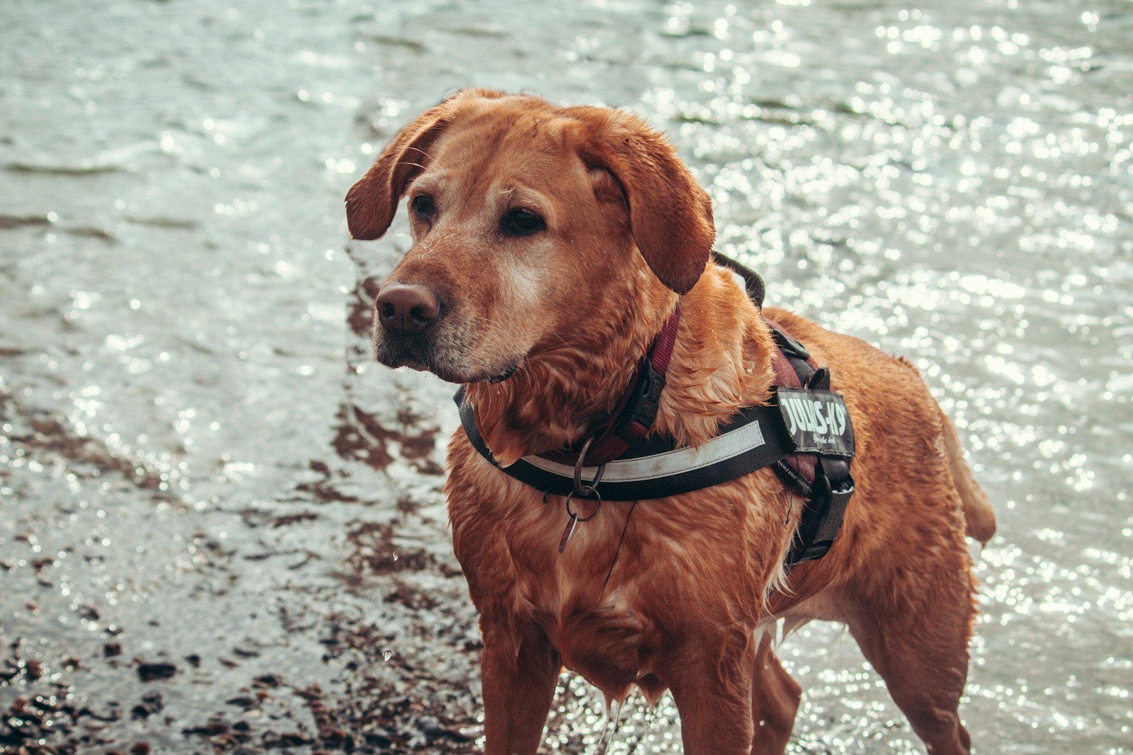 Brown short-coated dog wearing a black and red lead