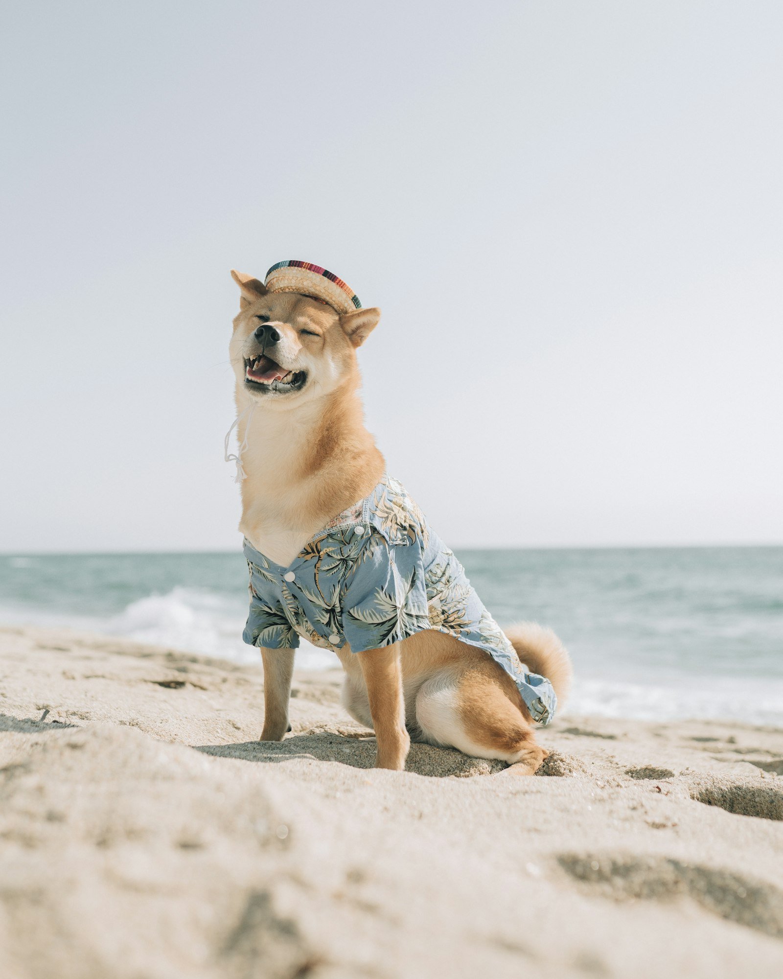 Brown and white dog on a beach on a sunny day