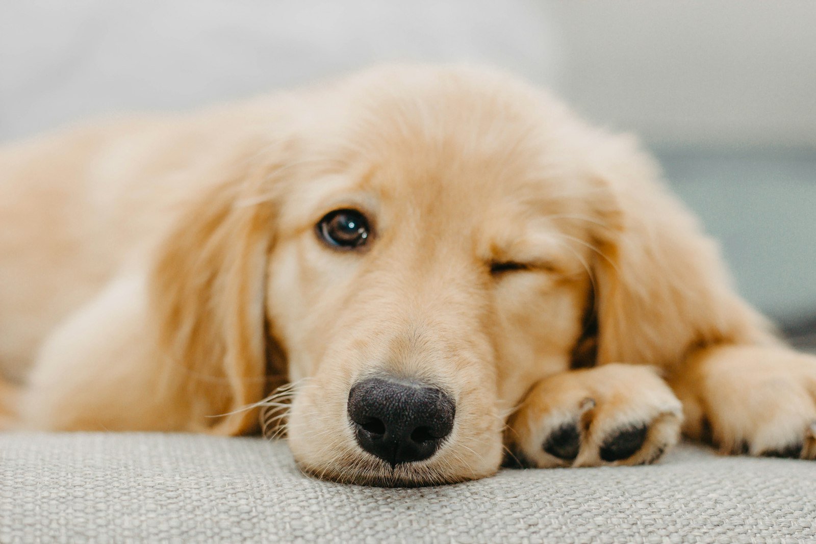 A golden retriever puppy lying down and resting