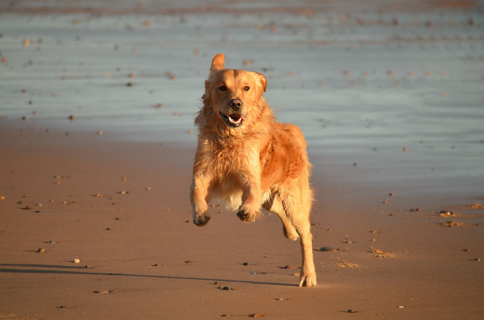 A dog running on a beach near the water