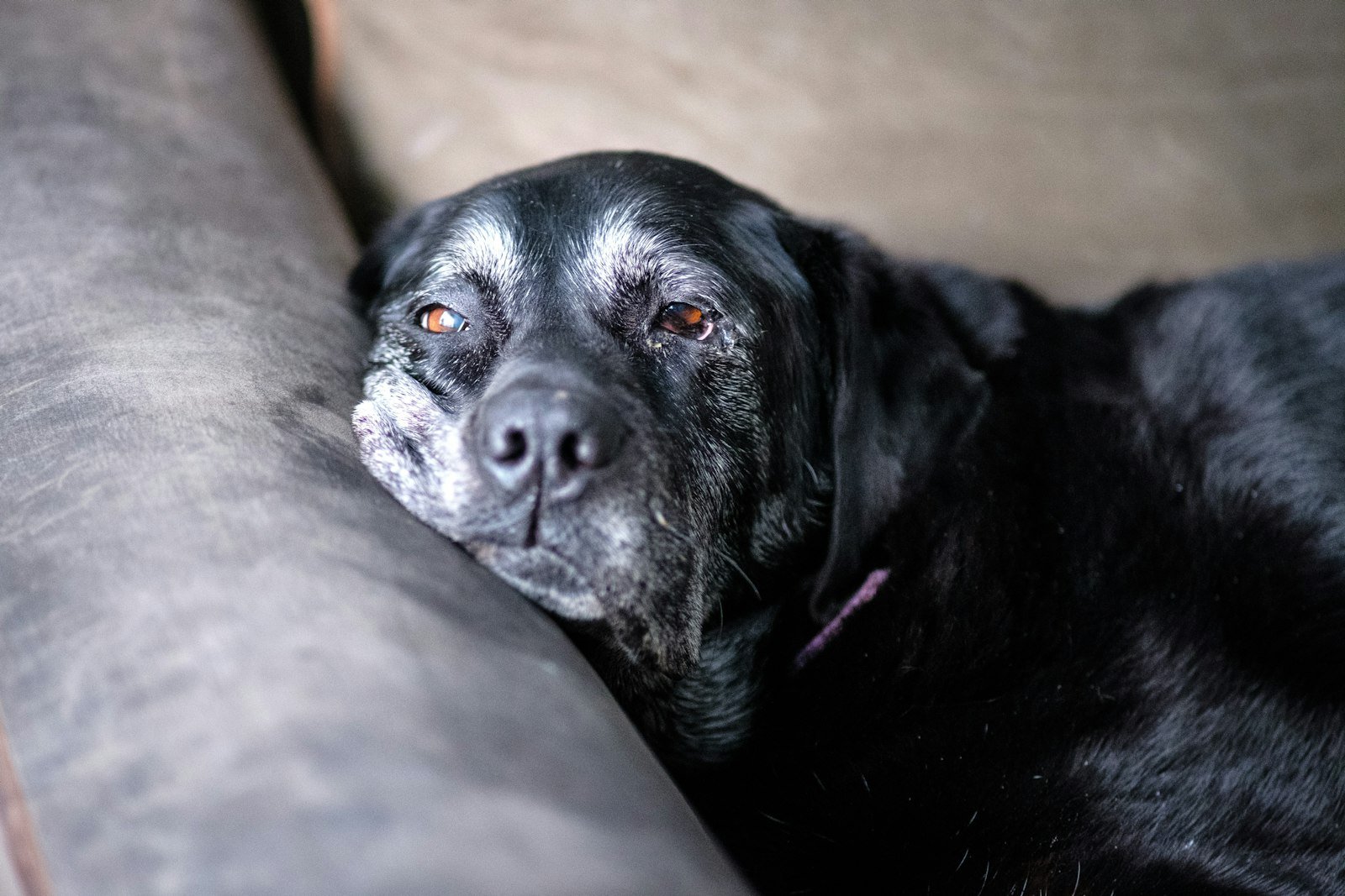 Older dog resting its head on a sofa at home