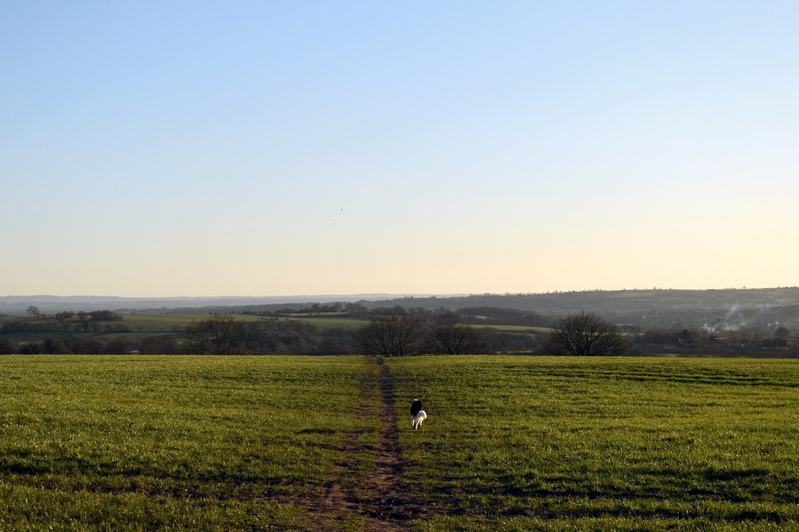 Dog walking along a dirt track through a green field