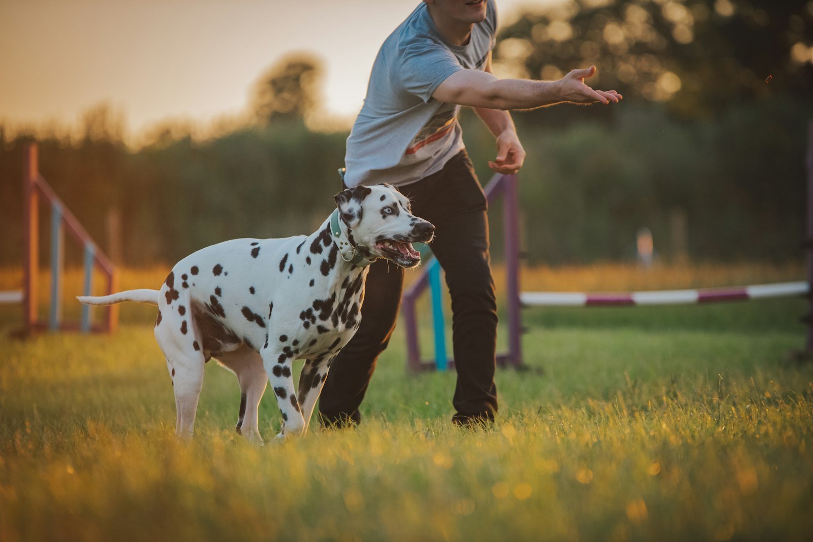 A man standing beside a Dalmatian on a green field, rewarding the dog with a treat