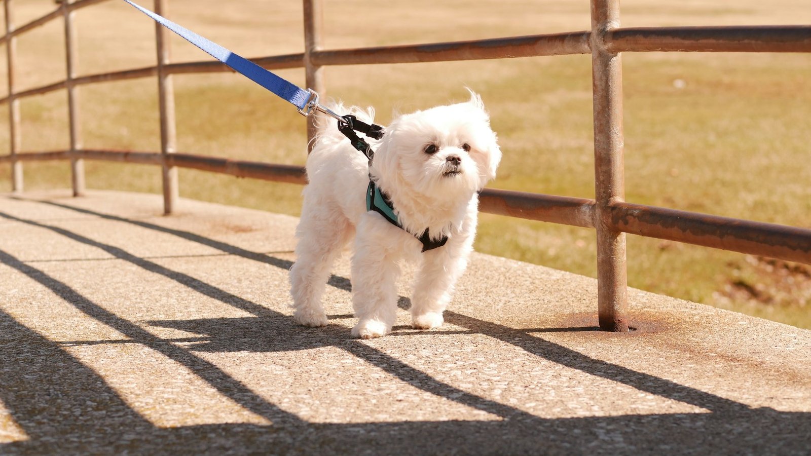 Small white dog walking on a lead