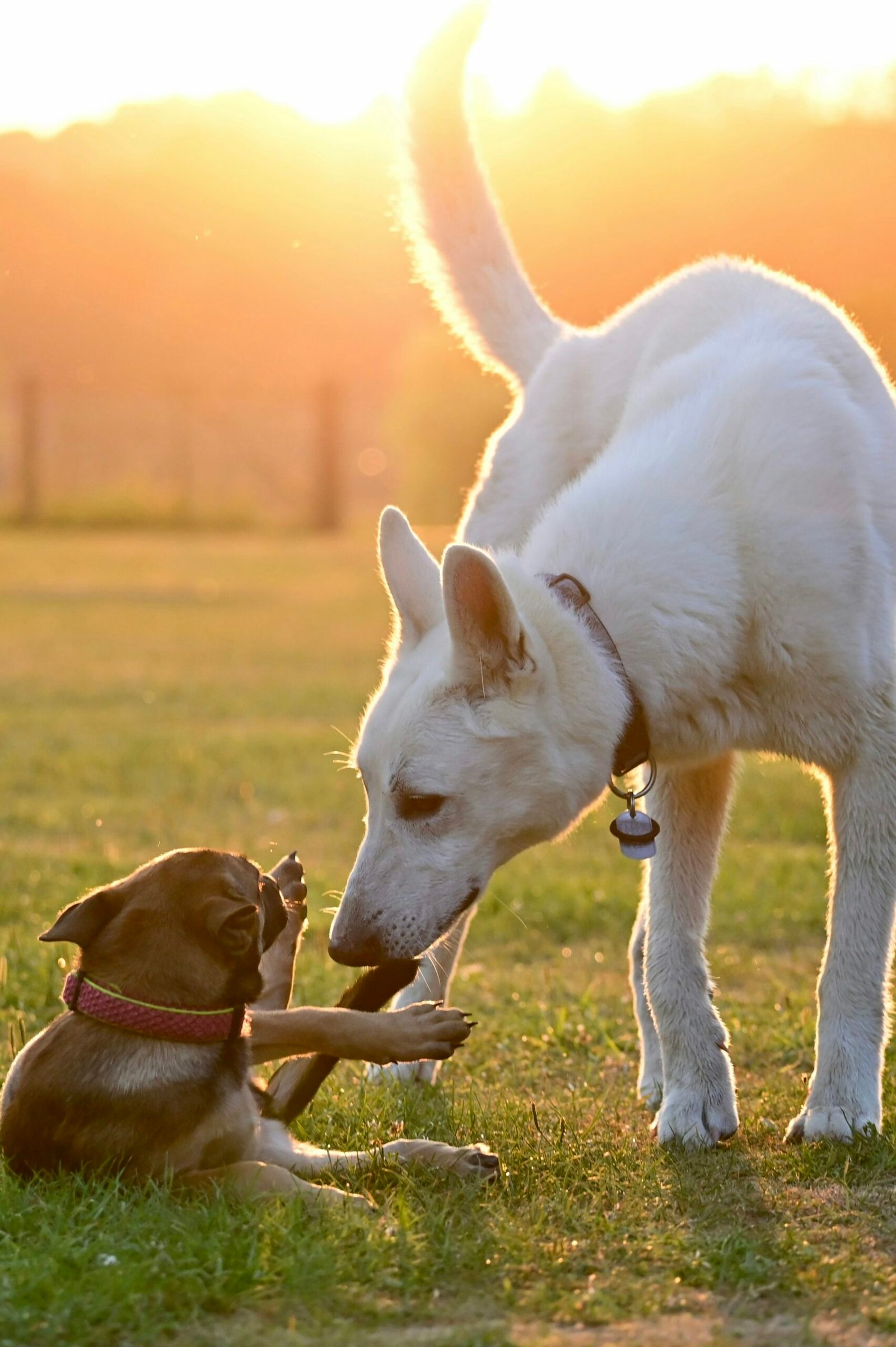 Two dogs playing together