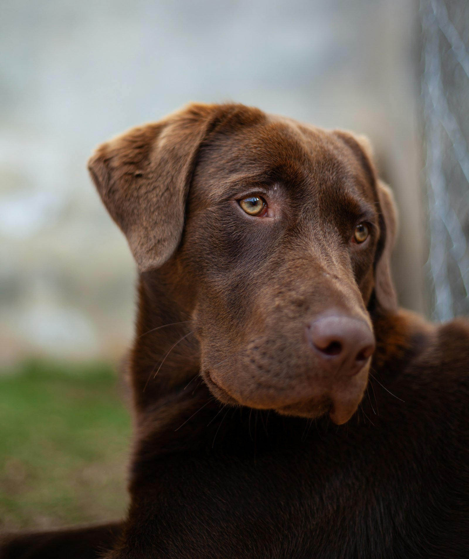 A brown dog looking upwards (stock photo)