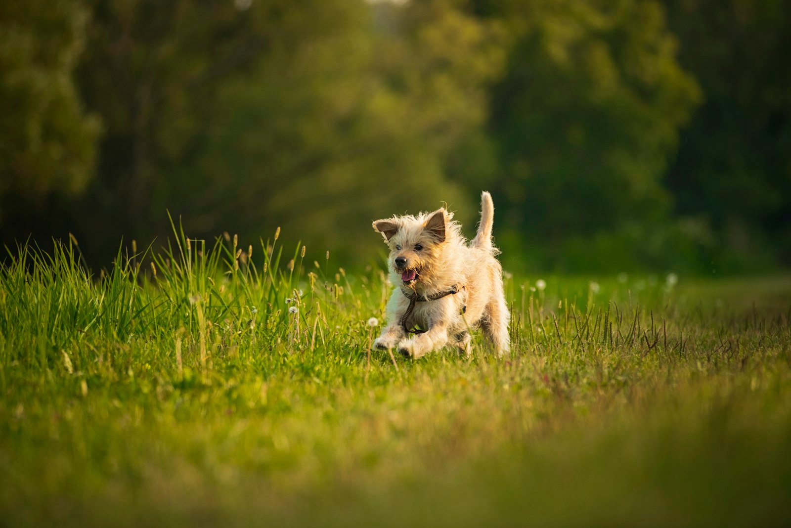 A dog running happily across an open grass field, illustrating a secure dog field in Manchester