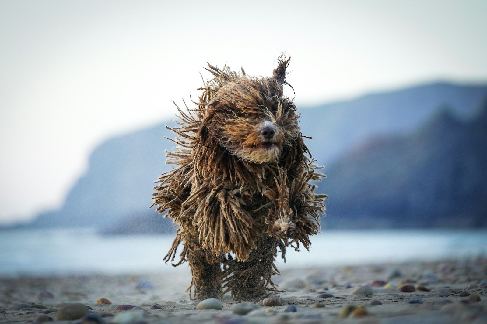 A wet dog running on a rocky beach