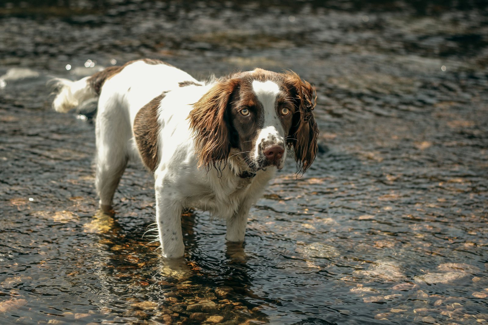 A brown and white dog standing in shallow water