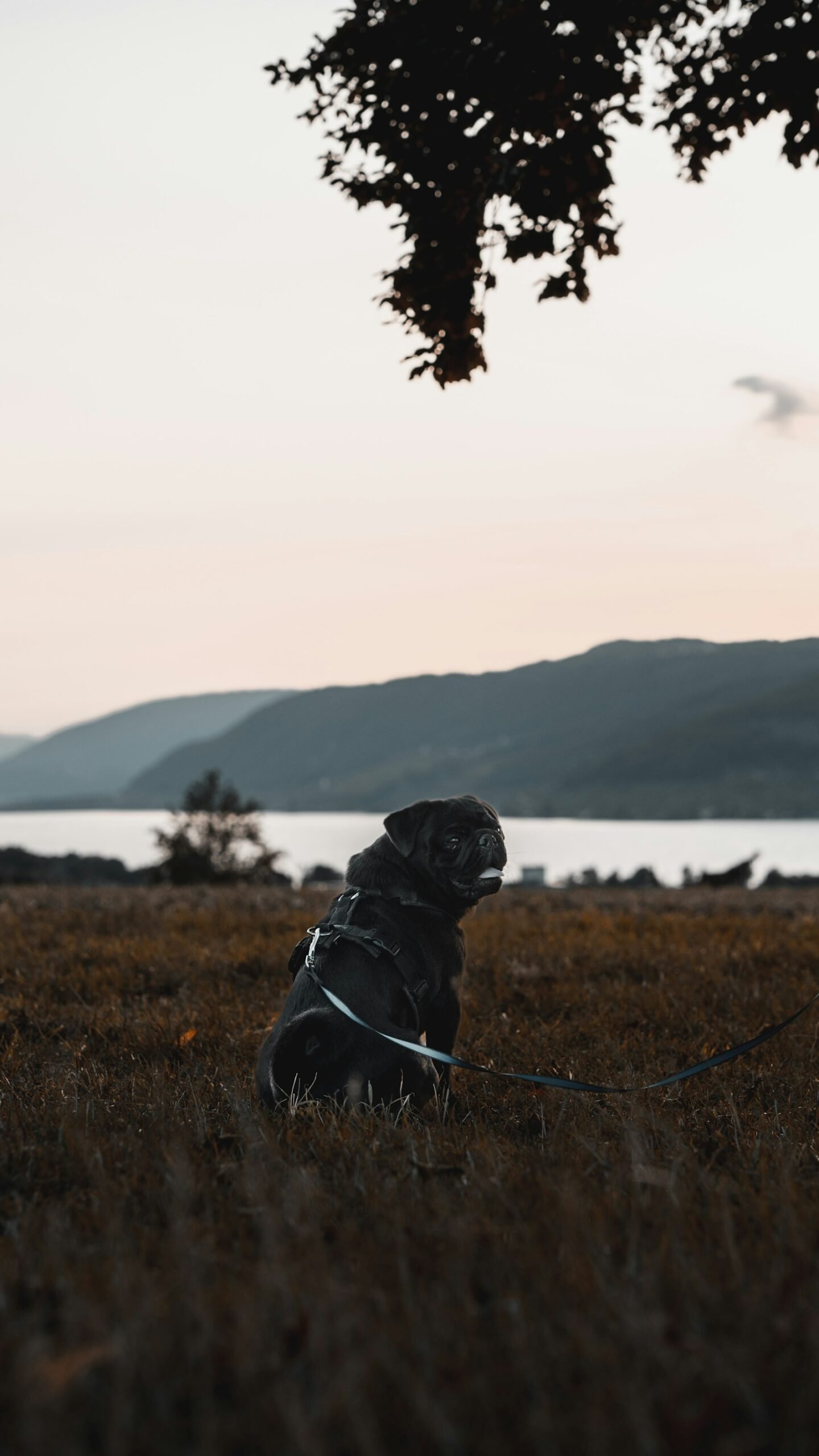 Dog sitting in an open field, representing AboutDogs' UK-wide area guides
