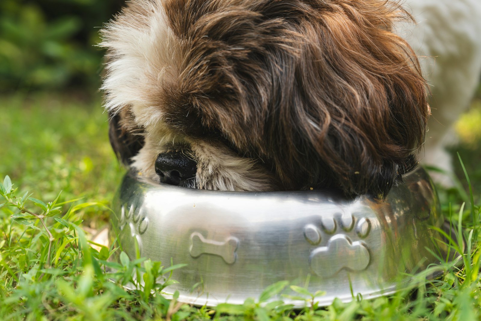 A brown and white dog eating from a metal bowl