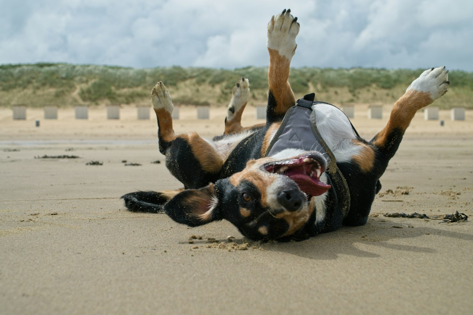 Dog lying on its back on the sand at the beach