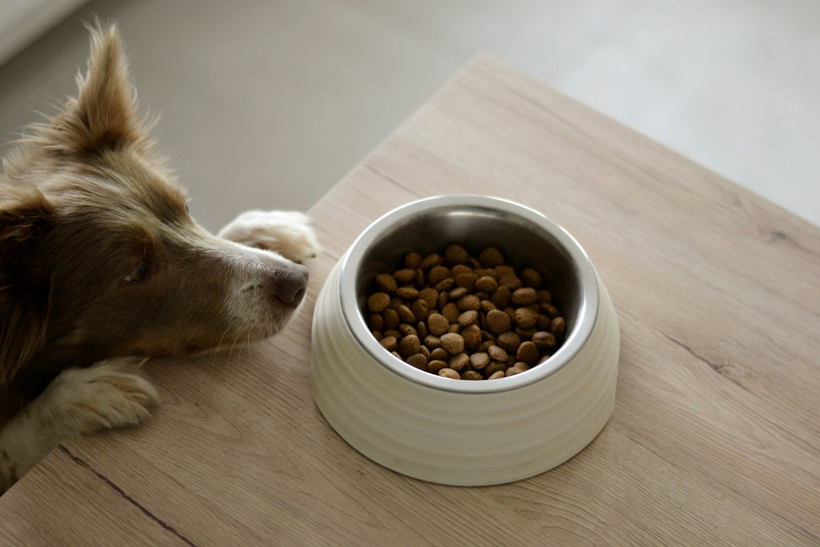 Brown and white dog eating food from a bowl