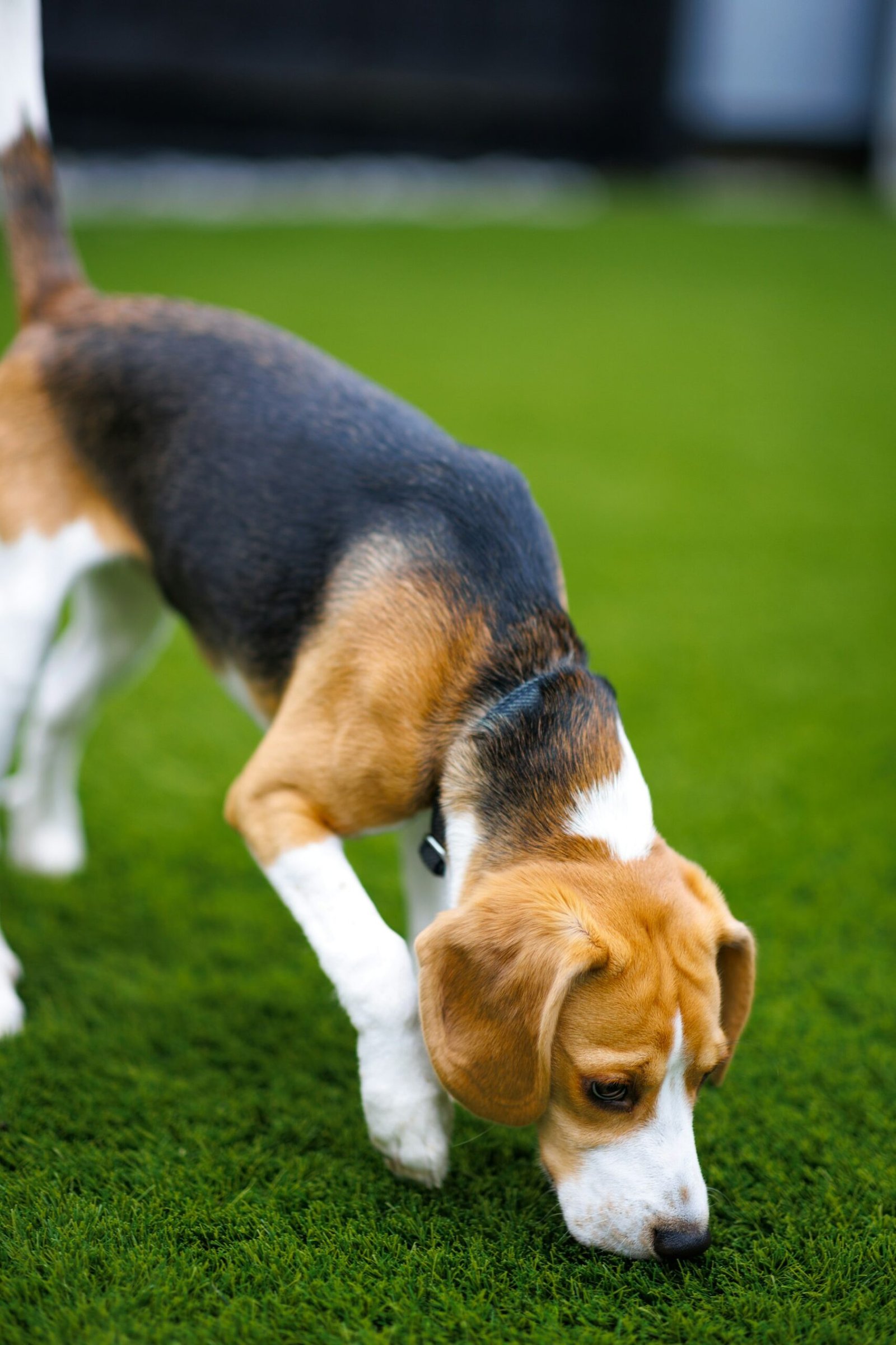 Small beagle sniffing the grass