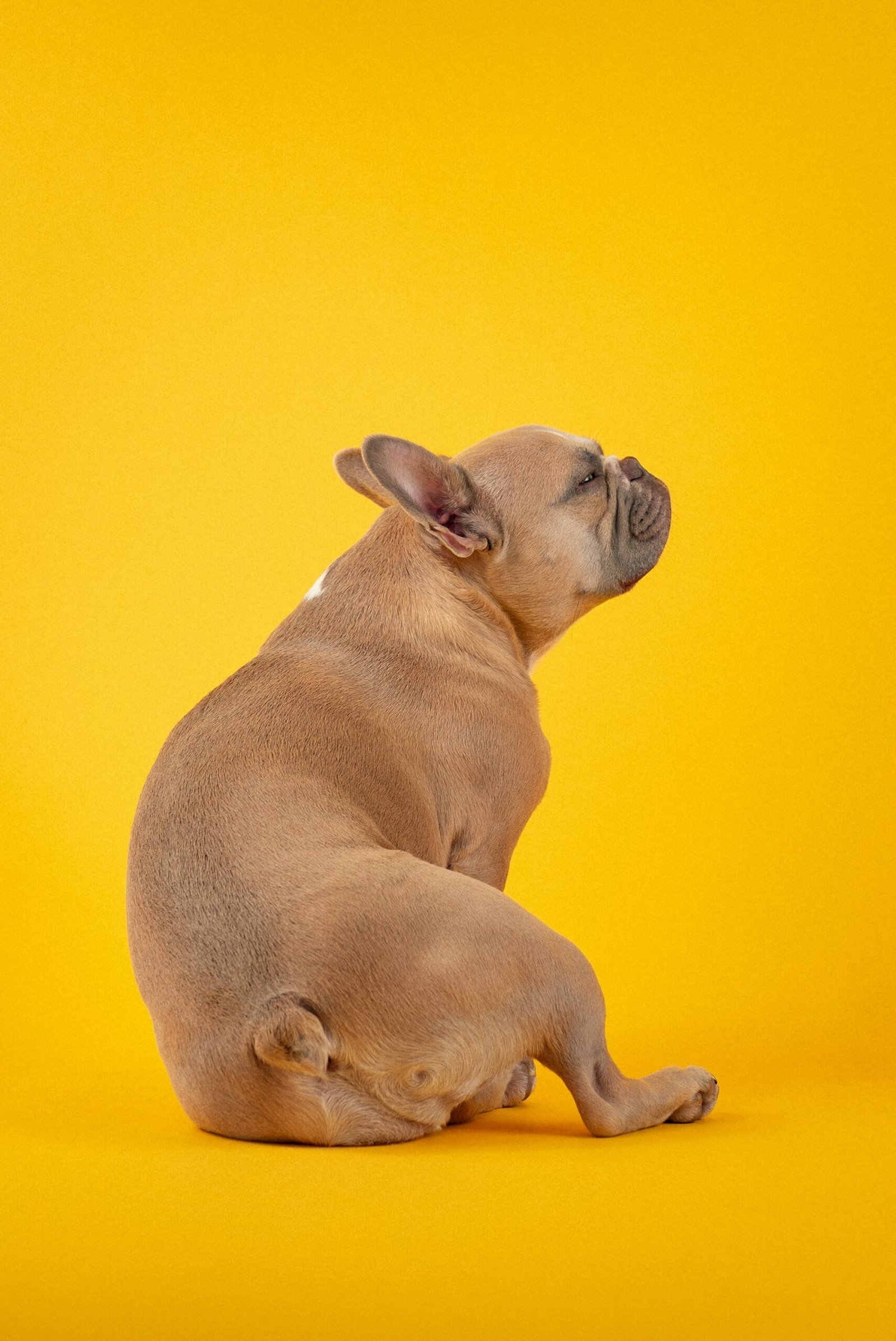 Small brown dog sitting on a yellow floor