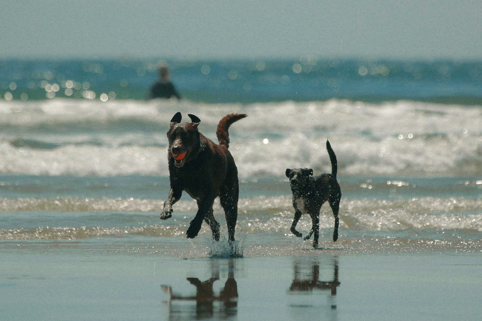 Two dogs running across a sandy beach