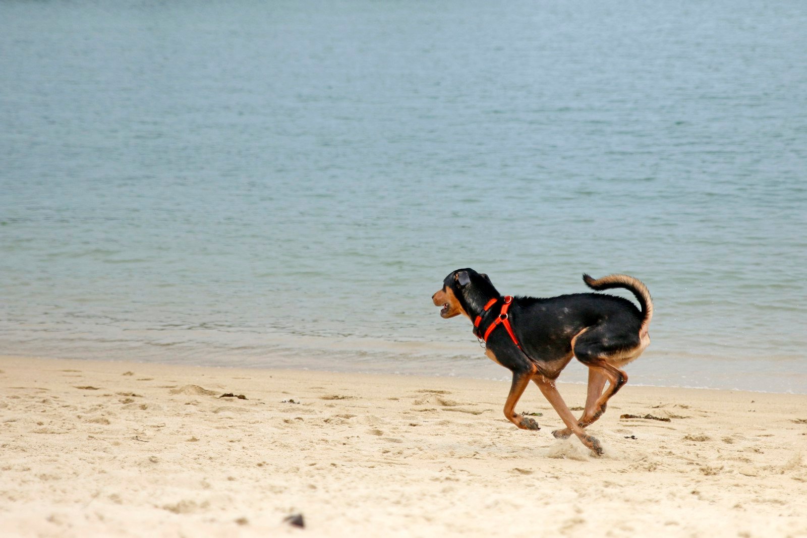 Dog running along a beach with a boat in the background