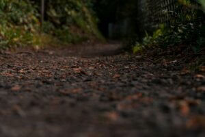 A dog walking along a woodland path in autumn