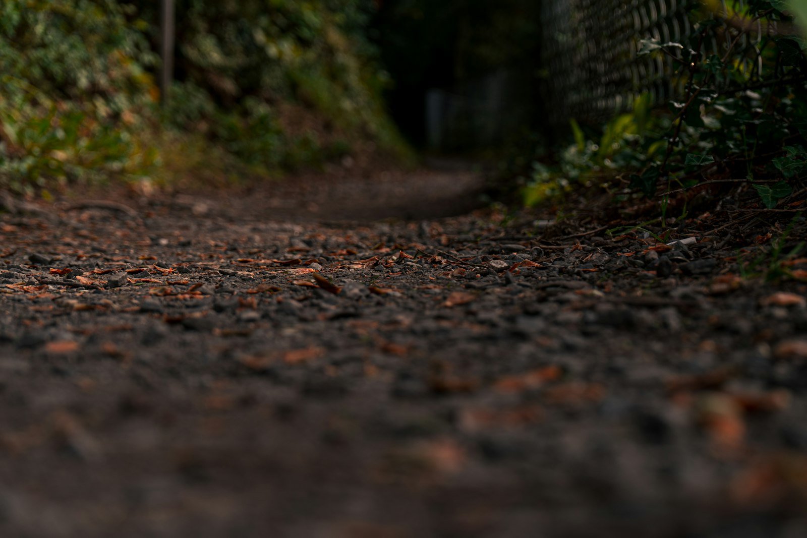 A dog walking along a woodland path in autumn