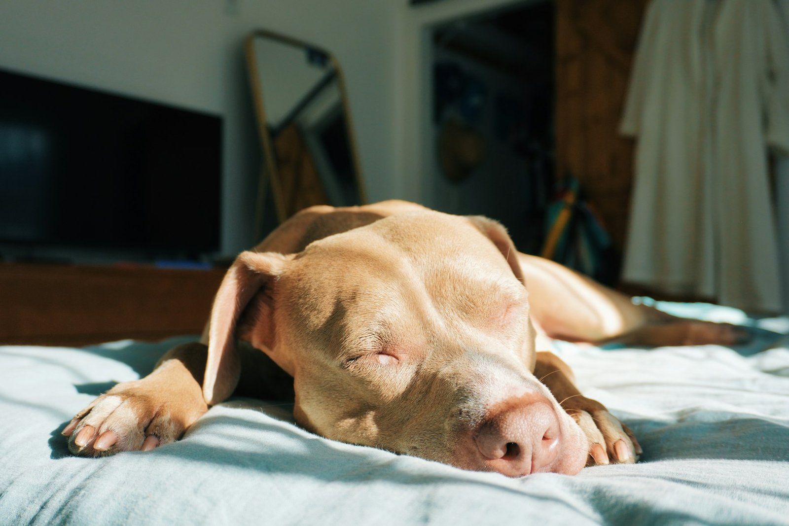 Brown dog lying on a bed