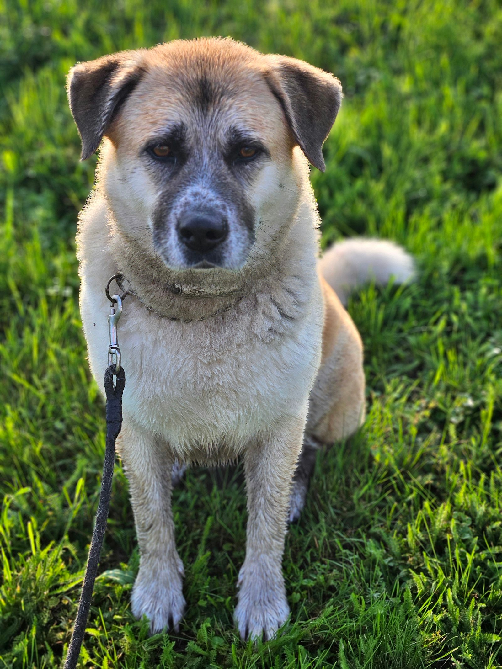 A dog sitting in the grass looking ahead (stock photo)