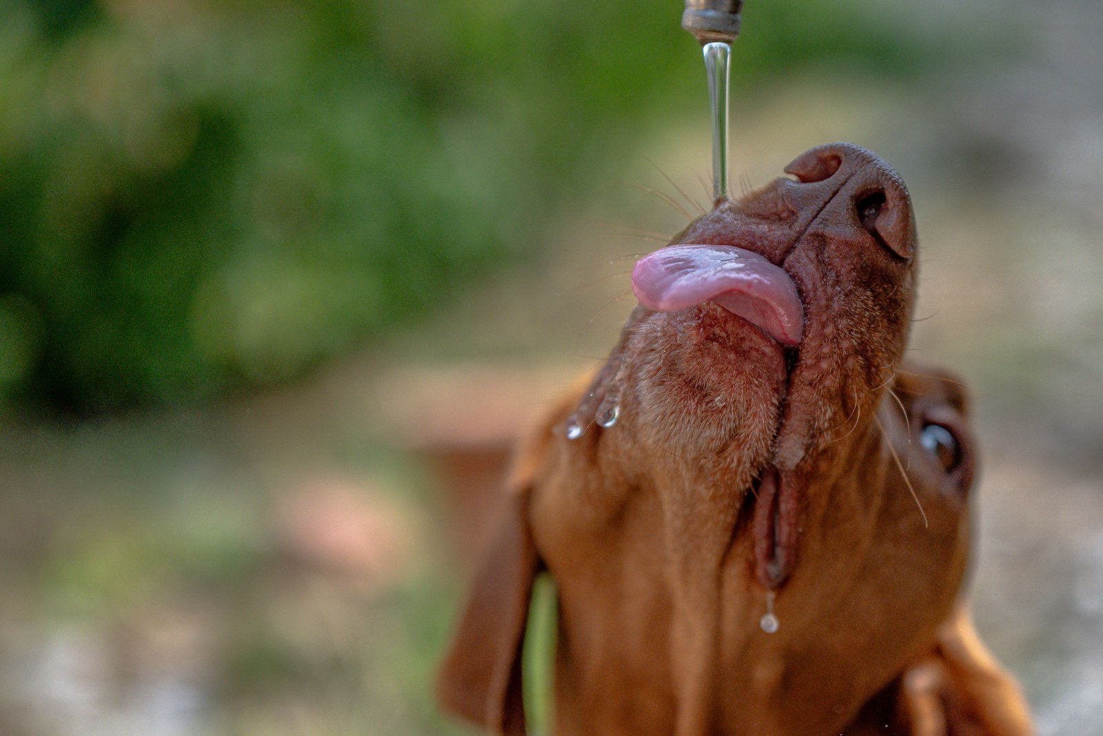 A brown dog drinking water from a tap