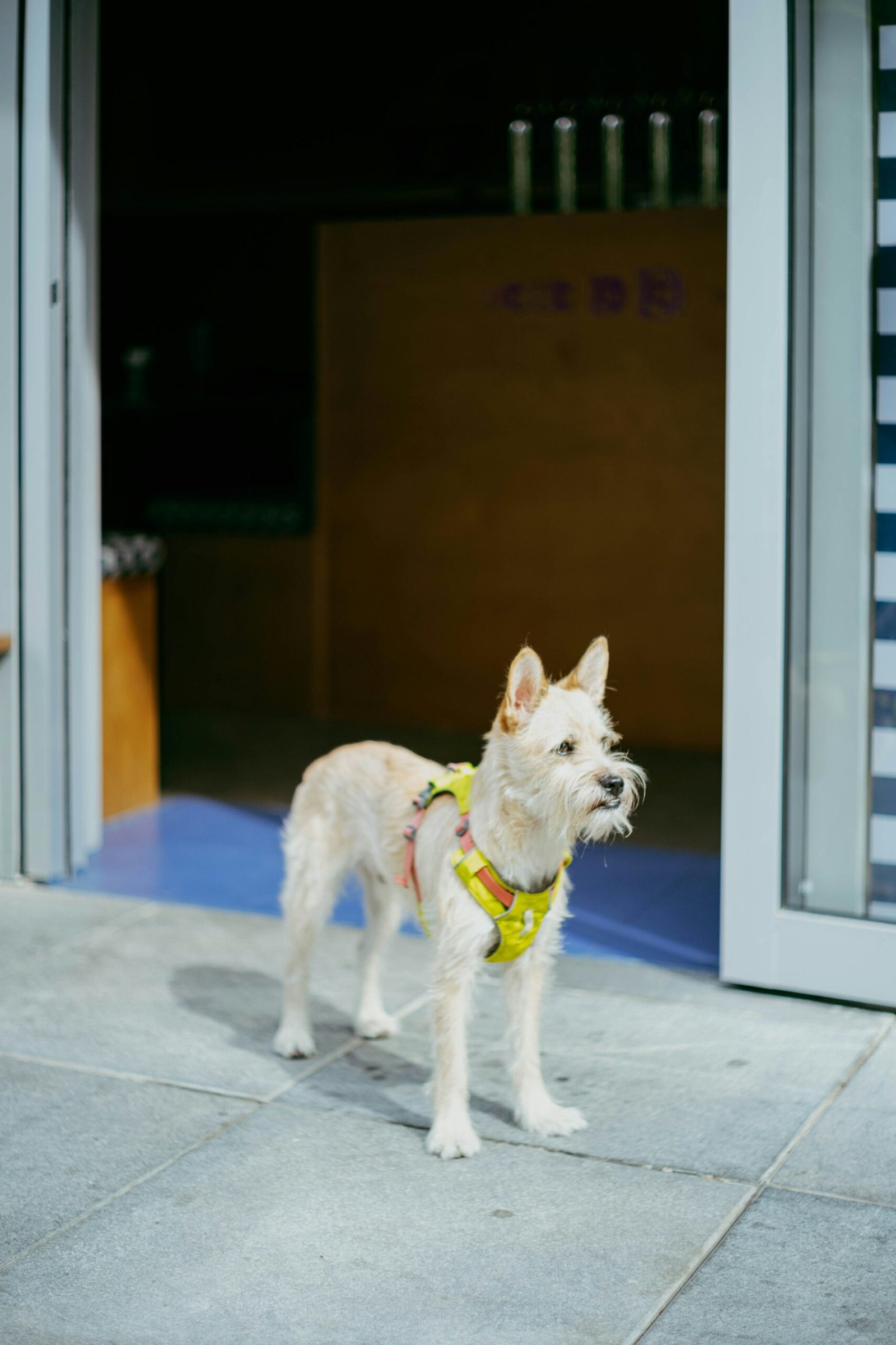 Small white dog wearing a yellow harness outdoors