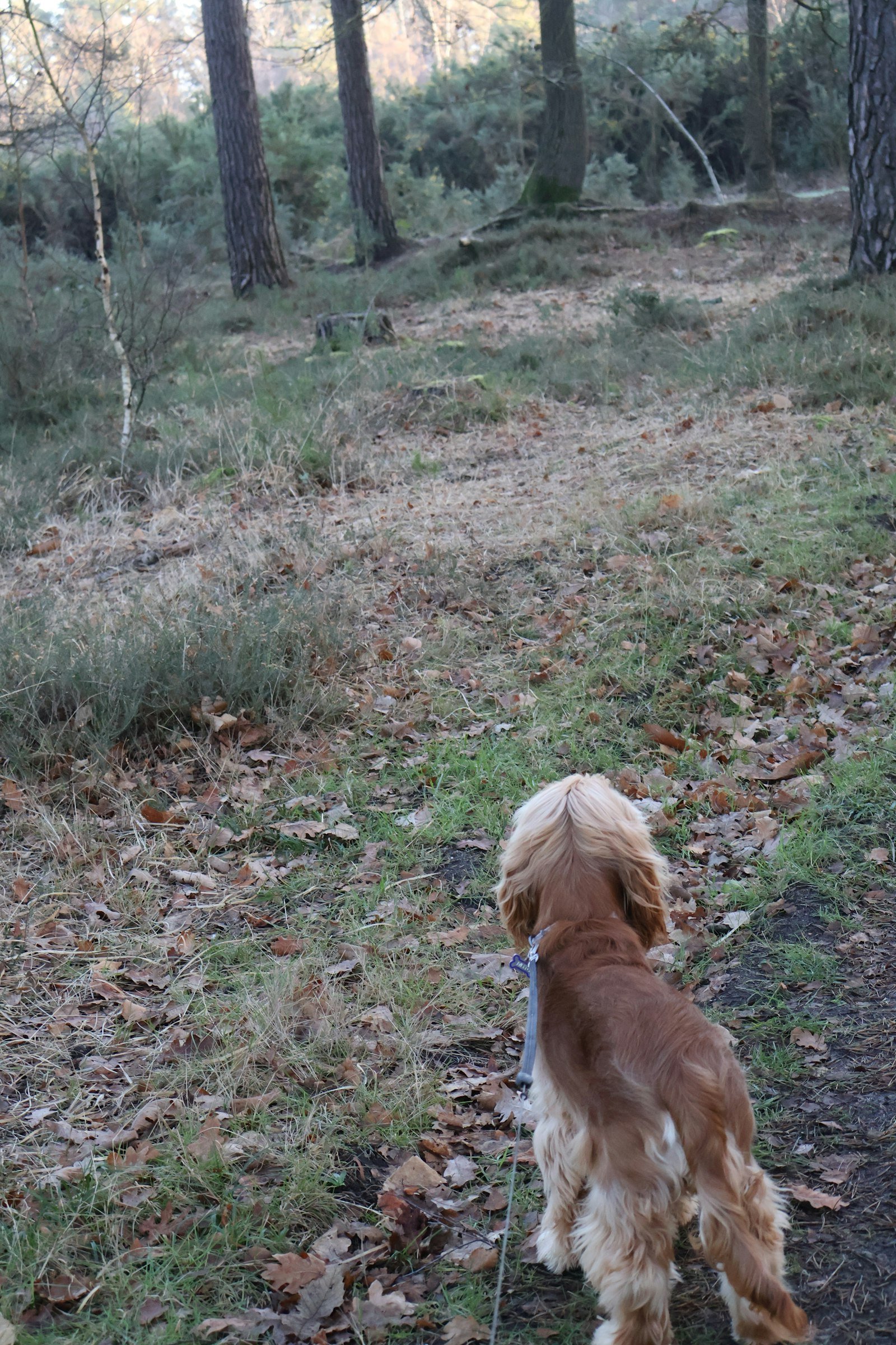 A dog on a lead on a woodland walk