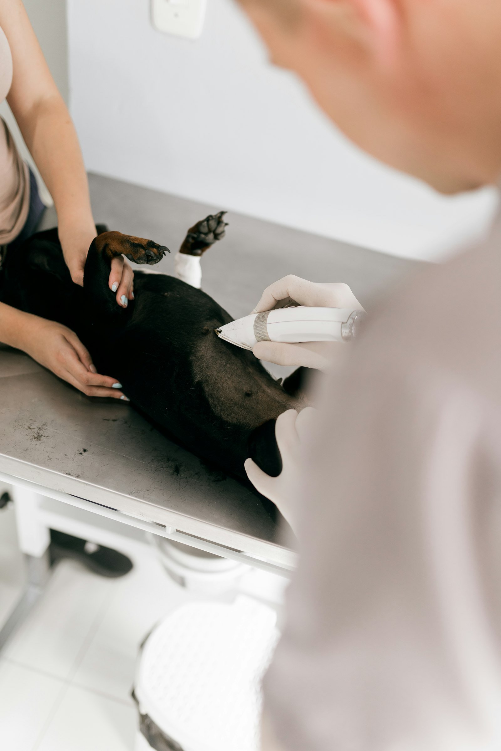 A vet examining a dog on an examination table