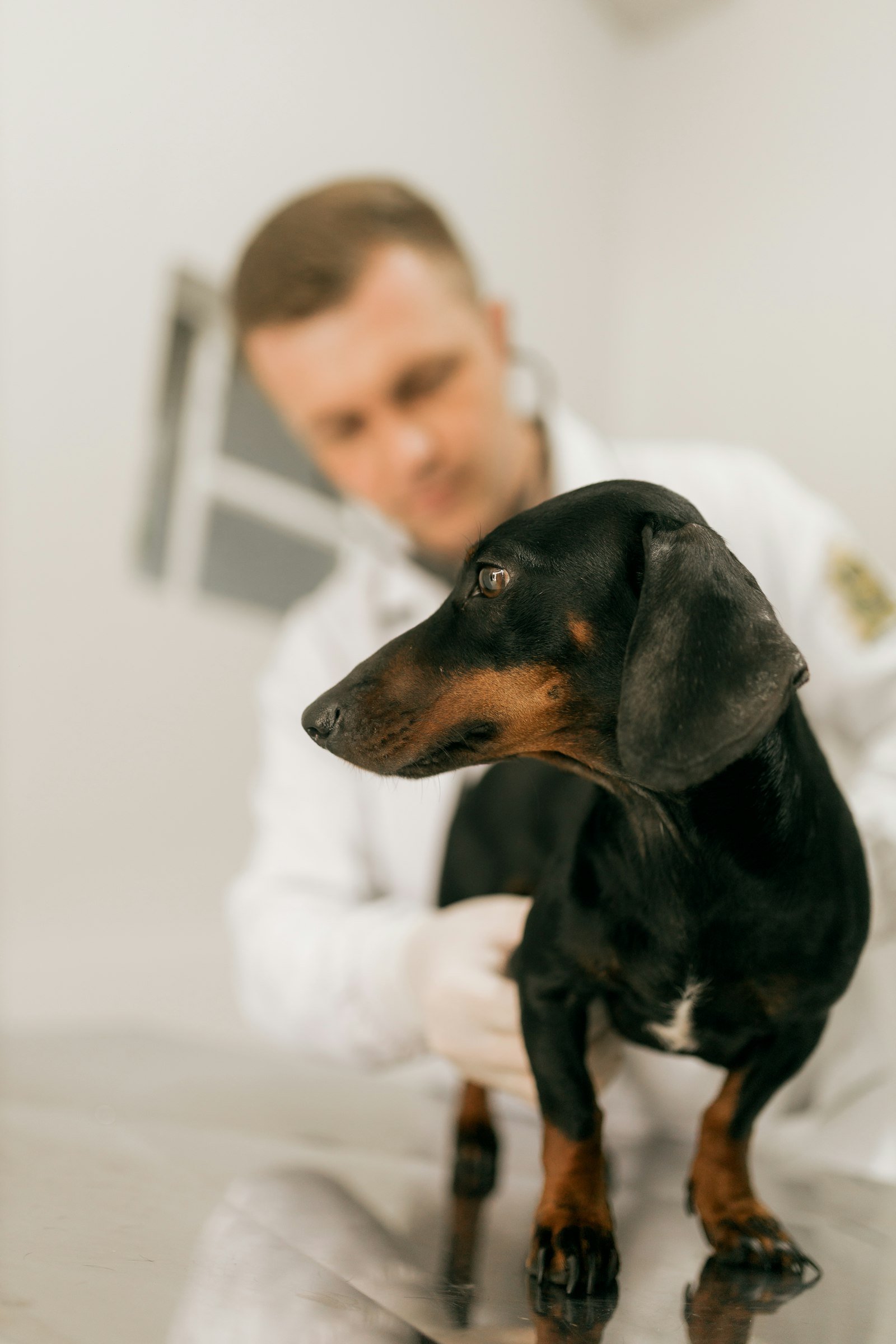 A vet gently examining a dog during a check-up