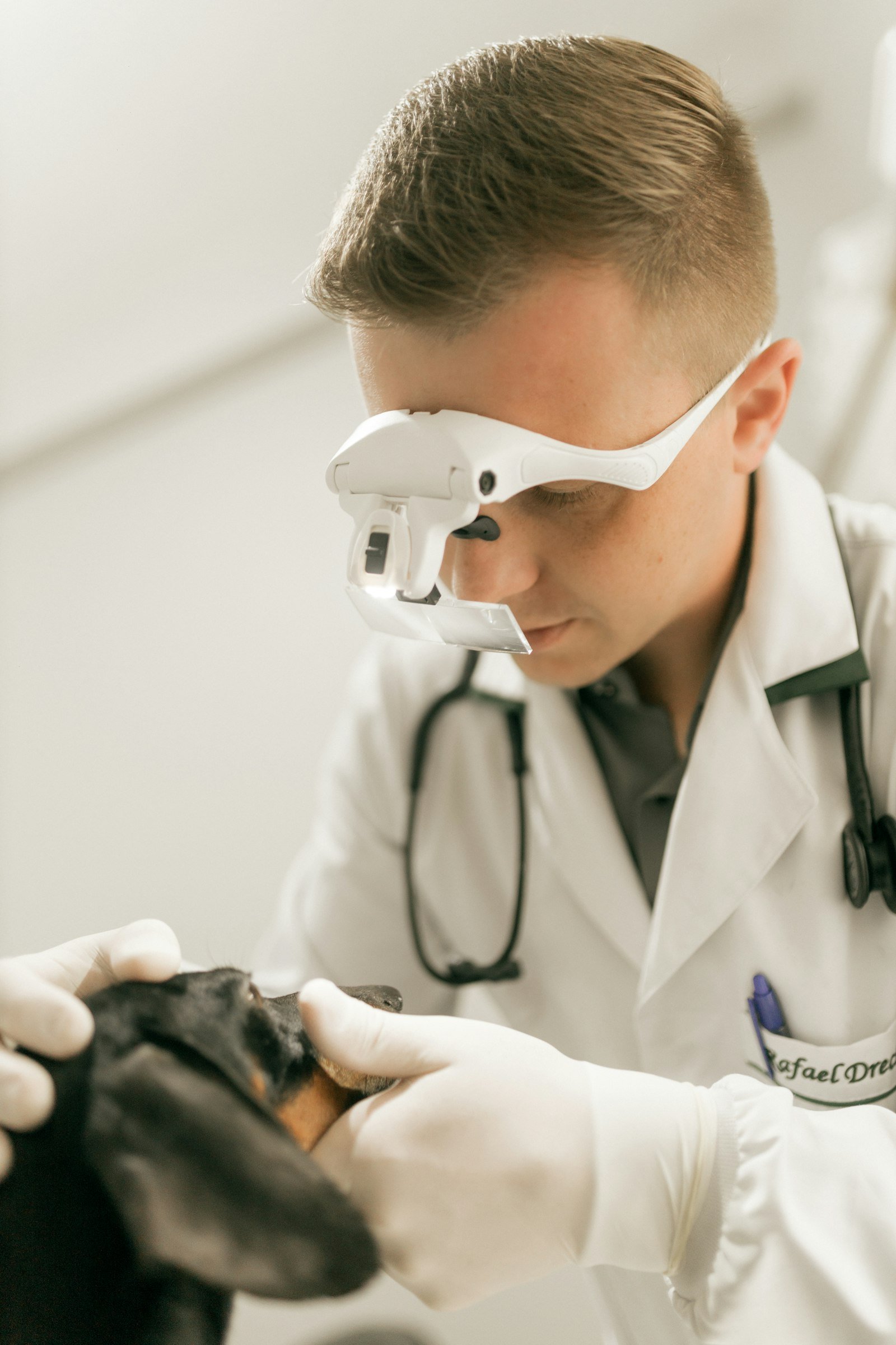 A vet checking a dachshund's teeth during a dental check-up