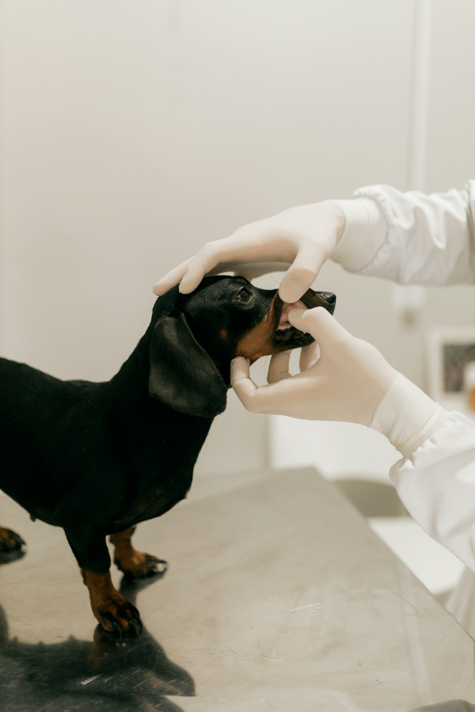 A vet looking at a black dachshund's mouth and teeth