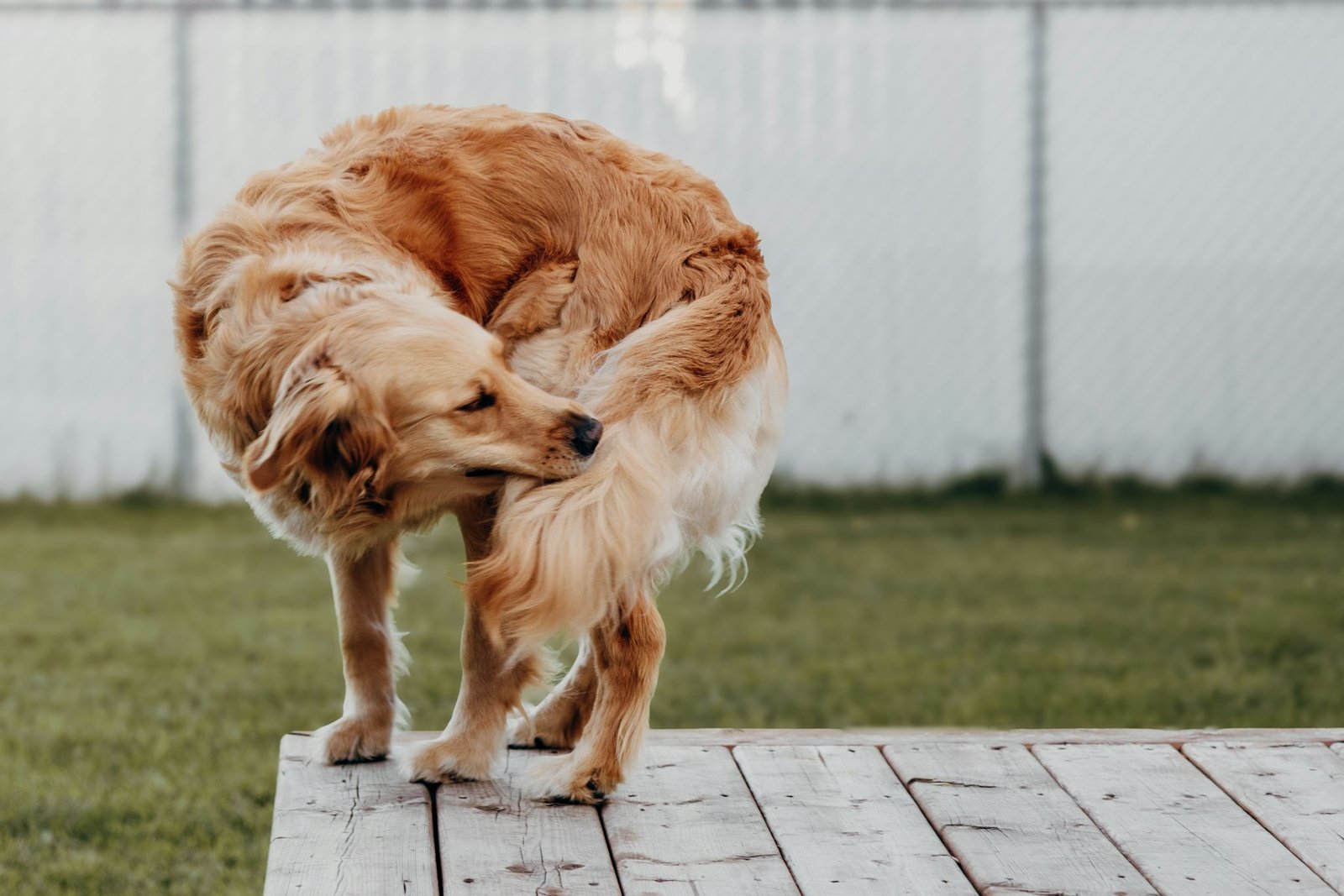 Golden retriever scratching its side